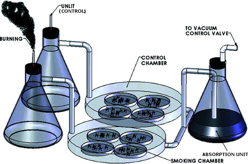 Figure 1 CS exposure apparatus. The inlet of a modular incubator chamber was connected to a cigarette holder, and the outlet was connected to a vacuum line through a valve for adjustment of flow rates and an absorption unit. Culture dishes in the smoking chamber were exposed to whole CS generated by burning 2R4F cigarettes at a rate of 1 cigarette per 5 minutes. Cells in the control chamber were treated under identical conditions with an unlit cigarette.