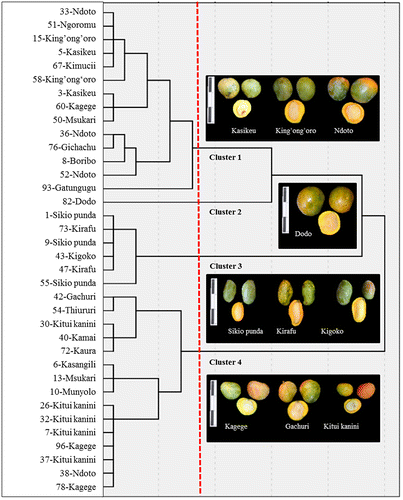 Figure 2. Dendrogram with four clusters resulting from a hierarchical cluster analysis using minimum variance method and squared Euclidean distances of z-standardized data of 7 morphological key descriptor variables of 36 mango landraces collected from 35 farms in three locations in Eastern Kenya. The dotted red line marks the cut-off point to define the correct number of clusters according to the ‘elbow’ criterion. At the top left side of each photo box is a 15-cm ruler.