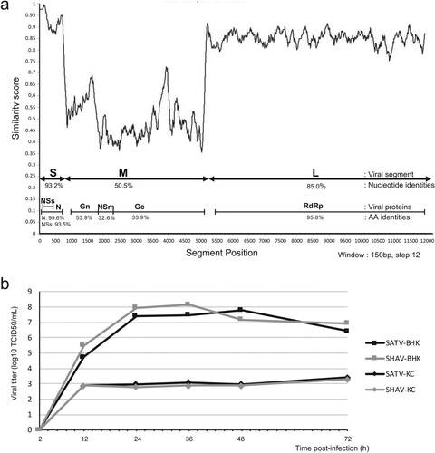 Figure 2. Comparison of the sequences and growth kinetics of the two Simbuviruses SHAV and SATV. (a) Similarity plot based on the aligned genome sequences of SHAV and SATV. The plot was performed using the Recombination Analysis Tool (RAT) [Citation48]. Segments S, M and L are indicated by double arrows and encoded proteins are illustrated below. Percentage of nucleotide and protein identity for each segment and each encoded protein are annotated. (b) Growth kinetics of the two viruses SHAV and SATV in mammalian and in insect cells. Titers, expressed in TCID50/mL, were determined after 2, 12, 24, 36, 48 and 72 h post infection at MOI 0.01. SATV growth kinetics are illustrated by black lines and SHAV growth kinetics are indicated by grey lines. Growth curves were tested in BHK-21 cells (square lines) or in insect KC cells (diamond lines).