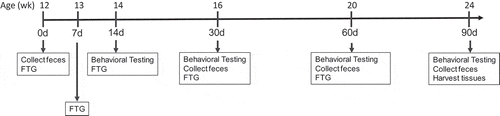 Figure 1. The time line for the studies in germ-free mice. Following FTG (fecal transplant gavage) mice with young and aged FTG were housed separately in a conventional animal holding room