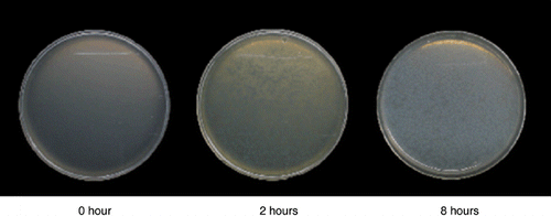 Figure 4  Process of forming the halo-established medium after autoclaving and dispensing to the Petri dish.