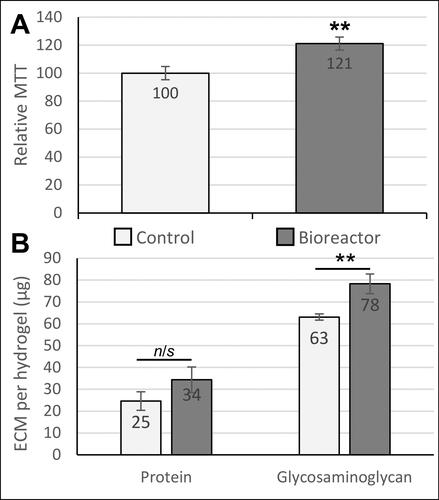 Figure 4. Biological effects of dynamic pressure on chondrocytes in alginate-based hydrogels. (A) Chondrocyte proliferation/metabolic activity (measured by MTT assay) was increased by 21% after 5 days of loading in the bioreactor. (B) Extracellular matrix (ECM) composition analysis. Both total protein and glycosaminoglycan production by chondrocytes were quantified as biomarkers of cartilage growth. The glycosaminoglycan content in the engineered tissues was significantly increased in response to pulsed pressure. Statistical analysis was performed using Student’s t-test (n = 14-18).** indicates p < 0.01.