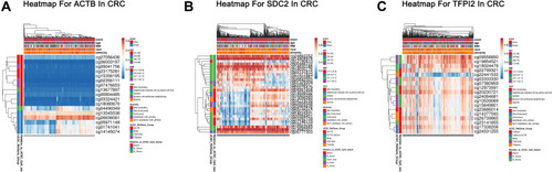 Figure 3 Heatmap for ACTB, SDC2 and TFPI2 in CRC. (A) The heatmap for ACTB in TCGA-CRC using MethSurv. (B) The heatmap for SDC2 in TCGA-CRC using MethSurv. (C) The heatmap for TFPI2 in TCGA-CRC using MethSurv.