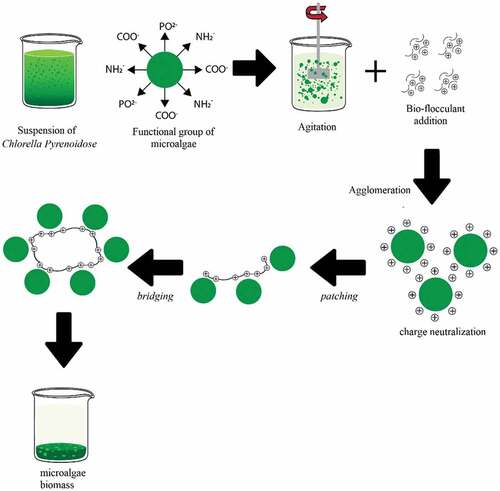 Figure 1. Mechanism of microalgae flocculation process.
