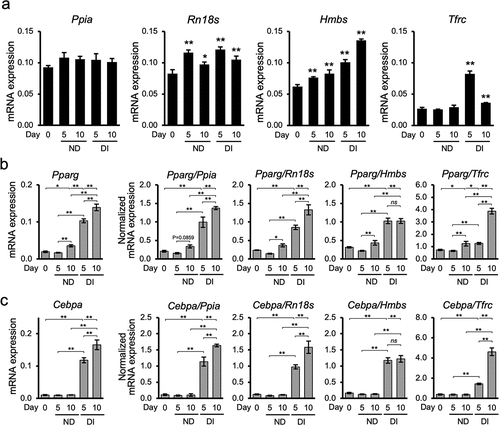 Figure 4. Selection of reference genes affects the expression pattern of the target genes. (a) Expression pattern of representative stable and unstable reference genes in non-differentiating and differentiating 3T3-L1 cells. The non-normalized expression levels of Ppia, Rn18s, Hmbs, and Tfrc show different patterns indicating that the gene expression levels differed among the groups. Differences were considered statistically significant at *P < 0.05 and **P < 0.01 compared to the Control group using Dunnett’s test. (b) Comparative gene expression levels of Pparg in non-differentiated (ND) and differentiated (DI) groups against the representative gene expression levels. *P < 0.05 and **P < 0.01 using Bonferroni test. (c) Cebpa expression levels in non-differentiated (ND) and differentiated (DI) groups normalized to the selected reference genes. *P < 0.05 and **P < 0.01 using Bonferroni test. Data for all graphs are presented as the mean ± standard deviation (SD) of triplicate samples.