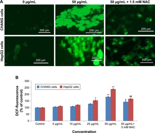 Figure 4 ROS production induced by rGO–Ag nanocomposite.Notes: (A) The fluorescence image of CHANG and HepG2 cells treated with 50 µg/mL of rGO–Ag nanocomposite for 24 h and stained with DCFH-DA. (B) % ROS production due to rGO–Ag nanocomposite in cells. CHANG and HepG2 cells were pretreated with NAC (1.2 mM) for 1 h and then exposed to rGO–Ag nanocomposite (50 µg/mL) for 24 h. Each value represents the mean±SE of three experiments. *p<0.05 and **p<0.01 vs control. #p<0.05 and ##p<0.01 vs control and rGO–Ag nanocomposite (50 µg/mL).Abbreviations: DCFH-DA, 2,7-dichlorofluoresceindiacetate; rGO–Ag, silver-doped reduced graphene oxide; NAC, N-acetylcysteine; ROS, reactive oxygen species; SE, standard error.