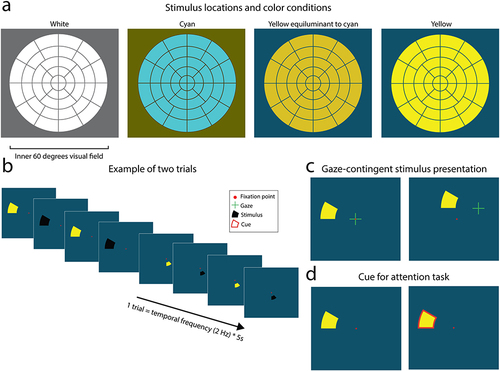 Figure 1 Four stimulus color conditions (ie, white, cyan, yellow-equiluminant-to-cyan, and yellow) were tested, each with 44 different stimulus locations distributed across the inner 60-degrees of the visual field (a). On every stimulus location a wedge flickered color-to-black at a 2 Hz frequency for 5 seconds (b). To ensure accurate retinotopic stimulation, a gaze-contingent stimulus presentation was used (c), ie, online correction of stimulus locations for saccades from fixation target. Participants were instructed to report the appearance of cues around stimuli which appeared in ~40% of the trials for 0.25 seconds (d).
