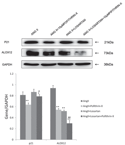 Figure 5. P21-ALOX12 is critical for Ang II–induced vascular endothelial ferroptosis. Western blot analysis of HUVECs treated with pifithrin-α hydrobromide and/or valsartan treated as indicated for 48 h. Mean ± SEM: pifithrin-α hydrobromide *p < .05, **p < .001 vs Ang II;. Valsartan #p < .05, ##p < .01 vs Valsartan+ pifithrin-α hydrobromide.