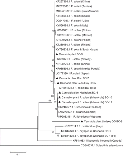 Fig. 5 Phylogenetic analysis of four isolates of Fusarium solani and three isolates of F. lichenicola originating from cannabis plants (see Table 1) using TEF-1α sequences compared to isolates from other geographic regions (GenBank numbers are shown). Isolates were obtained from a range of tissue sources and from different licenced facilities in BC and ON. The evolutionary history was inferred using the Neighbour-Joining method. The percentage of replicate trees in which the associated taxa clustered together in the bootstrap test (1000 replicates) are shown next to the branches. Branches corresponding to partitions reproduced in less than 50% bootstrap replicates were collapsed. The tree is drawn to scale, with branch lengths in the same units as those of the evolutionary distances used to infer the phylogenetic tree. The evolutionary distances were computed using the Maximum Composite Likelihood method and are in the units of the number of base substitutions per site. The analysis involved 31 nucleotide sequences. All positions containing gaps and missing data were eliminated. Evolutionary analyses were conducted in MEGA7 (Kumar et al. Citation2016). The outgroups were Ilyonectria liriodendra and Sclerotinia sclerotiorum.