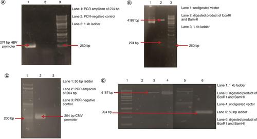 Figure 3. PCR amplification and restriction digestion analysis. (A) Lane 1: 274 bp of PCR amplified HBVcore promoter. Lane 2: negative control for PCR. Lane 3: 1 kb DNA ladder. (B) Lane 1: undigested pSilencerHBV–GFP construct. Lane 2: EcoRI and BamHI digested vector of 4187 bp and digested insert of 274 bp. Lane 3: 1 kb DNA ladder. (C) Lane 1: 50 bp DNA ladder. Lane 2: 204 bp amplicon of CMV promoter. Lane 3: negative control of PCR. (D) Lane 1: 1 kb DNA ladder. Lane 3: digested vector by EcoR1 and BamHI of 4187 bp. Lane 4: undigested pSilencerCMV–GFP construct. Lane 5: 50 bp DNA ladder. Lane 6: BamHI and EcoRI digested insert of CMV promoter of 204 bp.