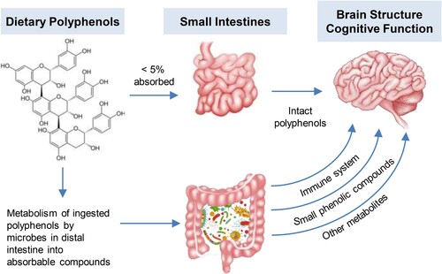 Figure 1. Gut interaction and health effects of polyphenols. The small intestine absorbs a limited amount of intact dietary polyphenols into the systemic circulation system where they probably exert a small transient antioxidant effect on the body and the brain. Most of the polyphenols ingested into the body interact with the gut microbiome (prebiotic, antibiotic effects) and go on to be metabolized into small, phenolic compounds. A quantity of these metabolites have exhibited beneficial effects on the brain and the cardiovascular system (see text for details).