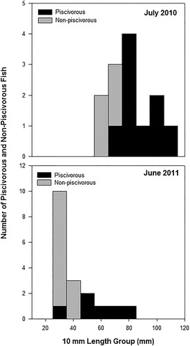 Figure 3. Length frequency distribution of piscivorous and nonpiscivorous age-0 walleye during July 2010 and June 2011 from Harlan County Reservoir, Nebraska.