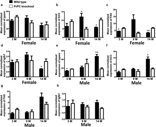 Figure 4. Gender-dependent regulation of hepatic mRNA expression of PPARα, ACC, FAS and tgfb1 in PrPC knockout mice: The mRNA expression of ACC and FAS genes was significantly up-regulated in the 14 month-old female PrPC knockout mice (b and c), while the expression of ACC in the 14 month-old male PrPC knockout mice was significantly down-regulated (f) and no significant differences in FAS mRNA expression was observed in the male group (g). The expression of PPARα mRNA was significantly down-regulated in 14-month-old male PrPC knockout mice (e) while there was no regulation in the female group (a). The mRNA expression of tgfb1 was significantly up-regulated only in the female PrPC knockout mice (d). (3-month-old – 3 M, 9-month-old – 9 M, 14-month-old – 14 M)