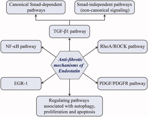 Figure 4. Overview of different roles of endostatin in fibrotic diseases.