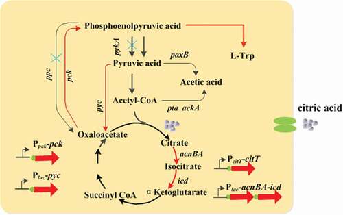 Figure 1. Central metabolic pathway in E. coli and the scheme for construction of tryptophan producing strains. Red arrows indicate overexpression of the relevant genes through chromosomal integration or promoter replacement. ‘X’ indicates deletion of the corresponding gene.