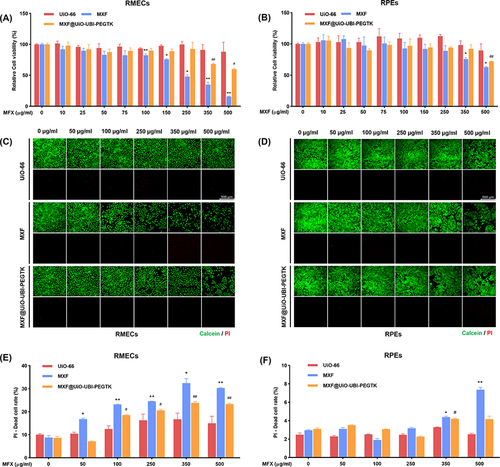 Figure 2 Evaluation of cellular biocompatibility of UiO-66, MXF, and MXF@UiO-UBI-PEGTK for RMECs and RPEs. Relative cell viability of (A) RMECs and (B) RPEs incubated with UiO-66, MXF, and MXF@UiO-UBI-PEGTK for 24 h (*p, #p < 0.05; **p, ##p < 0.01) (*p, MXF vs UiO-66; #p, MXF@UiO-UBI-PEGTK vs UiO-66). Fluorescence images of live/dead staining on (C) RMECs and (D) RPEs after the incubation with UiO-66, MXF, and MXF@UiO-UBI-PEGTK for 24 h. Scale bar: 500 μm. The apoptosis rate of (E) RMECs and (F) RPEs incubated with UiO-66, MXF, and MXF@UiO-UBI-PEGTK for 24 h (*p, #p < 0.05; **p, ##p < 0.01) (*p, MXF vs UiO-66; #p, MXF@UiO-UBI-PEGTK vs UiO-66).