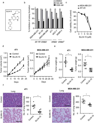 Figure 1. SLLN-15 inhibited the growth of breast cancer cells in vitro and in vivo. (a) Structure of SLLN-15. (b) MDA-MB-231 and BT-20 cells were seeded and treated with the indicated concentration of SLLN-15 or DMSO for 7 days. Long-term cell viability of a panel of breast cancer cell lines was measured via clonogenic formation assay. The number of the colonies in each group are quantified as mean± SEM (*, p < 0.05, n = 3). ER: estrogen receptor; PR: progesterone receptor. (c) MDA-MB-231 and BT-20 cells were seeded and treated with the indicated concentration of SLLN-15 or DMSO for 24 h. Short-term cell viability was measured by the MTT assay. Data are presented as mean ± SEM, n = 3. (d and e) Graphs show the primary tumor volume from the BALB/c mice implanted with mouse mammary carcinoma 4T1 cells (left) and SCID mice implanted with MDA-MB-231 cells (right) treated with either vehicle or SLLN-15 (30 mg/kg), 3 times a week for 40 days. Quantification of primary tumor volumes measured at the indicated time points (d) and the weight of primary tumor at time of sacrifice (e) (mean ± SEM, n = 8 BALB/c mice or SCID mice, *p < 0.05). (f) Representative images of H&E staining of lung tissues (left; scale bar: 500 nm) and quantification of the mean number of surface lung metastases from mice implanted with 4T1 or MDA-MB-231 cells treated with either vehicle or SLLN-15 (30 mg/kg) (mean ± SEM, n = 8, *p < 0.05).