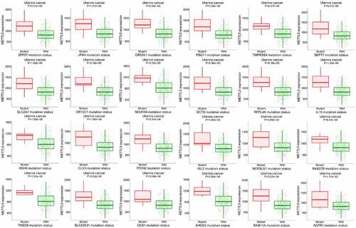 Figure 8. Further bioinformatics analysis of METTL5 in UCEC patients by target gene system. (a) METTL5 expression in AZFP59, JPH4, OR52K1, PSG11, TMPRSS4, SEPT7, SLC2A7, OR10C1, NDUFA9, DCTD, RFPL4A, IL10, RDH5, CLK3, TPCN2, ISL2, NCR3LG1, RAB27B, TMED8, SLC25A31, OAS1, SHOX2, RAB11A, and AGTR1 mutant or wild-type UCEC patients.