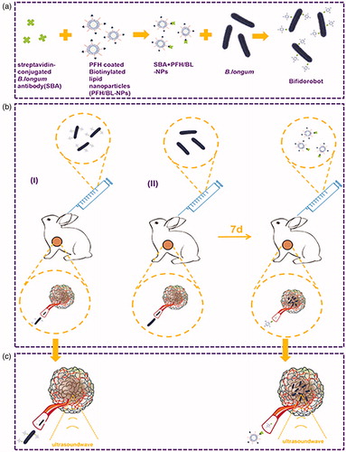 Figure 1. HIFU ablation of two nanoparticle delivery. (a) Synthetic procedures for Antibodyobot and Bifidorobot. (b)Targeting of tumor tissue. (c) HIFU ablation.