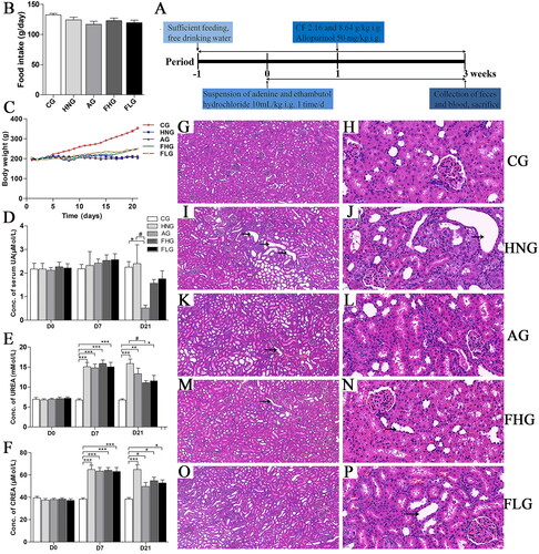 Figure 1. Effect of CF on serological changes and histopathological changes of renal tissue in HN rats. (A)Processing of the whole experiment. (B) Food intake of rats. (C) Body weight changes of rats. (D–F) Effects of CF on the level of UA, UREA and CREA. (G–P) HE staining result of kidney tissue in each group. Data are presented as mean ± SD (n = 6). G, I, K, M and O tissues were observed under an upright optical microscope (×10.0); H, J, L, N and P tissues were observed under an upright optical microscope (×40.0). *p < 0.05; **p < 0.01; ***p < 0.001, compared with the CG. #p < 0.05, compared with the HNG. The black arrows point to the renal tubules and their epithelial cell lesions.
