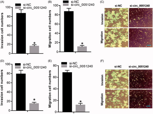 Figure 4. Silence of hsa_circ_0051240 suppresses OC cell migration and invasion. H8910 and OVCAR-3 cells were transfected with si-NC and si-circ_0051240, respectively. (A–C) The migration capacity was tested by Transwell assay (*p < .05). (D–F) The invasion capacity was measured by Transwell assay (*p < .05).