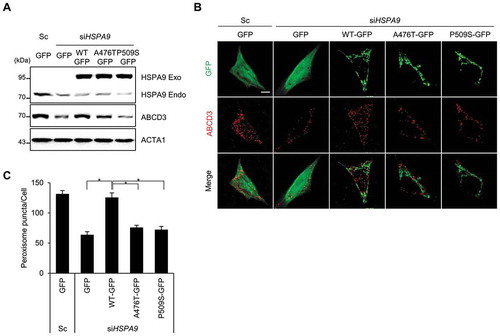 Figure 7. HSPA9 mutants fail to rescue pexophagy in HSPA9-depleted neuroblastoma cells. (A-C) SH-SY5Y cells were transiently co-transfected with siRNA-resistant HSPA9 WT or HSPA9 mutants together with HSPA9-targeting siRNA (siHSPA9). (A) Protein expression of HSPA9 was analyzed by western blotting. (B) Cells were further stained with anti-ABCD3 antibody (red) and imaged by confocal microscopy. (C) Cells exhibiting pexophagy were counted. Data are presented as the mean ± SEM (n = 3, * p < 0.05). Scale bar: 5 µm
