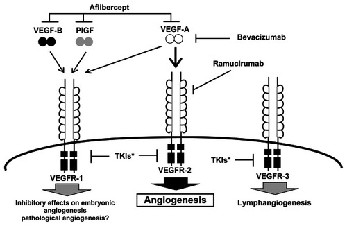 Figure 2 VEGF ligands, receptors, and inhibitors.Citation4,Citation5,Citation15,Citation19Adapted with permission from Takahashi S. Vascular endothelial growth factor (VEGF), VEGF receptors and their inhibitors for antiangiogenic tumor therapy. Biol Pharm Bull. 2011;34(12):1785–1788.Citation4Abbreviations: PlGF, placental growth factor; TKI, tyrosine kinase inhibitor; VEGF, vascular endothelial growth factor; VEGFR, vascular endothelial growth factor receptor.