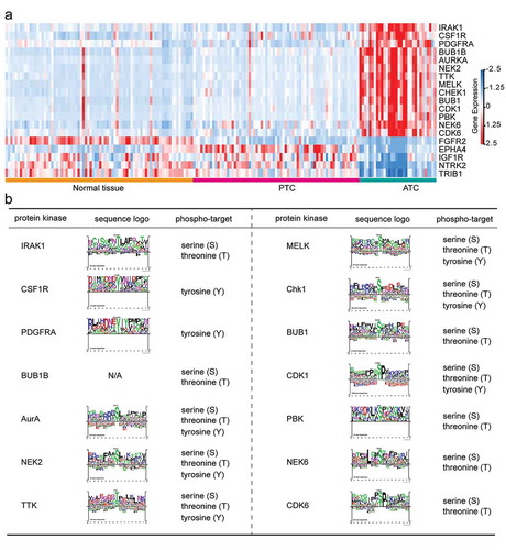 Figure 8. Identification of ATC-specific kinases and the phosphosite markers. (a) Heatmap of 19 featured kinases with expression values in different thyroid samples. (b) Phospho-target and the sequence logo of up-regulated protein kinases were listed.
