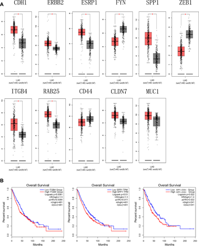 Figure 3 (A) The expression level of hub genes in lung adenocarcinoma and normal tissues in GEPIA (*P < 0.01). (B) Survival analysis. Expression level of SPP1 and ITGB4 was related to the overall survival of LUAD and LUSC patients (P < 0.05), expression level of SPP1+ZEB1 was related to overall survival of LUAD and LUSC patients (P < 0.05).