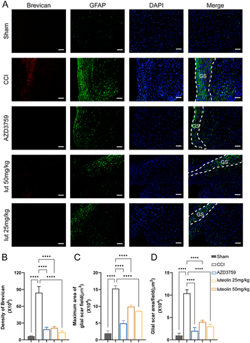 Figure 6 Luteolin reduced glial scar formation after CCI. (A) Immunofluorescent staining of GFAP (green) and Brevican (red, CSPGs marker). (B) Quantification of Brevican expression. (C) The maximum area of the glial scar. (D) The average glial scar area. Data are expressed as Mean ± SEM, N = 3, ****P < 0.0001, Scar bar = 50 μm. CCI: Controlled Cortical Impact model.