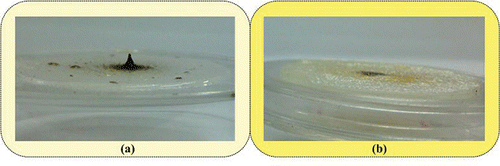 Figure 8. Impaction substrates of (a) the uncleaned WINS and (b) the M-WINS after 17 sampling days.