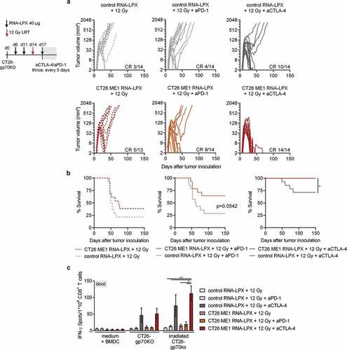 Figure 5. CD4 neoantigen vaccine/LRT treatment followed by anti-CTLA4 antibody therapy further enhances the efficacy with complete remission of gp70-negative CT26 tumors and survival of all mice. (a–c) CT26-gp70KO tumor growth (a) and survival (b) of BALB/c mice (n = 13–14/group) locally irradiated with 12 Gy at a mean tumor volume of 60 mm3, immunized three times with CT26 ME1 or control RNA-LPX and treated with anti-CTLA-4 or anti-PD-1 antibodies 3, 8, and 13 days after LRT. (c) IFNγ ELISpot using peripheral blood lymphocytes against wild-type or irradiated CT26-gp70KO cells (n = 13–14/group, blood of 3–4 mice pooled/data point). Significance was determined using (b) Mantel-Cox log-rank test and (c) one-way ANOVA, Tukey’s multiple comparison test. (a) Tumor growth is displayed on a log2-scale. Ratios depict frequency of mice with complete tumor responses (CR). Mean±SEM.