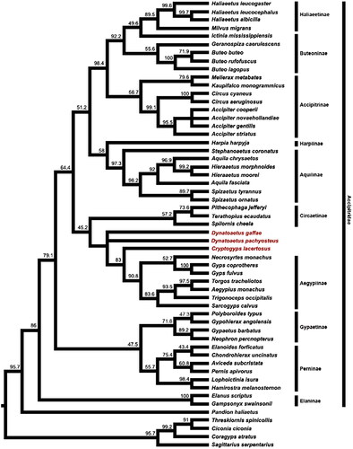 Fig. 8. Strict consensus tree from parsimony analysis of molecular and morphological data for accipitrid raptors (and outgroups). The six most-parsimonious trees had tree length = 1857, CI = 0.2143, HI = 0.7857, RI = 0.5767. Bootstrap values are given at each node.