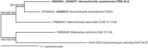 Figs 5. Phylogenetic tree based on concatenated 18S+ITS sequence data of Heveochlorella and Heterochlorella with two more remotely related trebouxiophycean green algae as outgroups. A maximum likelihood analysis was used to infer the tree topology. The bootstrap support for NJ/MP/ML is indicated at the nodes (see Methods). Branch lengths reflect the evolutionary distances indicated by the scale. GenBank accession numbers precede the taxon names.