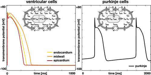 Figure 1. Single-cell action potential for human ventricular cardiomyocytes, left, and Purkinje fiber cells, right. The ventricular cell model distinguishes between endocardial, midwall, and epicardial cells and is based on the modified O’Hara Rudy model with 15 ionic currents and 39 state variables (O’Hara et al. Citation2011). The Purkinje cell model displays inherent automaticity and is based on the Stewart model with 14 ionic currents and 20 state variables (Stewart et al. Citation2009).