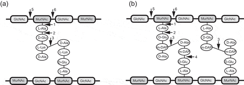 Figure 2. Schemetic presentation of bacterial peptidoglycan and generalized cut sites of peptidoglycan hydrolases. (a) A3α type peptidoglycan of Staphylococcus aureus; (b) A1γ type featuring peptidoglycan of C. difficile. The bonds potentially attacked by endolysins of different enzymatic specificities are indicated by numbers: 1) N-acetylmuramoyl-L-alanine amidases; 2) L-alanoyl-D-glutamate endopeptidases; 3) interpeptide bridge endopeptidases; 4) D-glutamyl-m-DAP endopeptidase; 5) N-acetyl-D-glucosaminidases; 6) N-acetyl-D-muramidases and lytic transglycosylases.