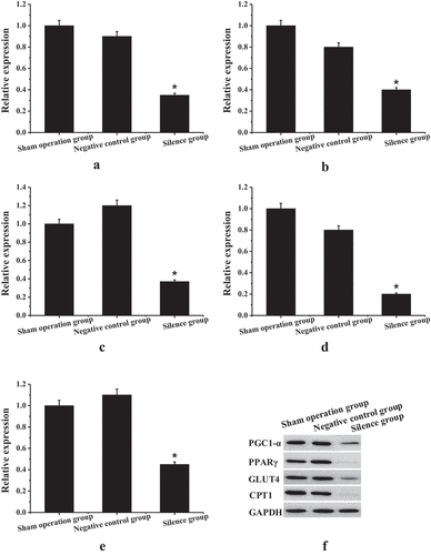 Figure 6. Results of TCONS_00016478 dysfunction experiment (a) TCONS_00016478 gene expression level; (b) PGC1-α gene expression level; (c) PPARγ gene expression level; (d) GLUT4 gene expression level; (e) CPT1 gene expression level; (f) protein expression level; * compared to the sham operation group and the negative control group, P < 0.05.