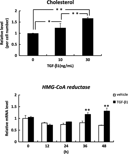 Fig. 1. Effects of TGF-β1 on the level of cholesterol and the mRNA level of HMG-CoA reductase in human keratinocytes.
