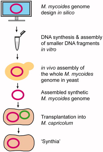 Figure 4. Generation of the first cell controlled by the synthetic genome. The genome of M. mycoides was first designed in silico. The smaller DNA fragments (up to 10 kb) were synthesized and assembled in vitro. The larger DNA fragments (100 kb) and the whole M. mycoides genome (1.08 Mb) were assembled using yeast homologous recombination. The chemically synthesized and assembled M. mycoides genome was transplanted into M. capricolum cells. Selective pressure was used to eliminate the native M. capricolum genome. The resulting JCVI-syn1.0 cell (dubbed “Synthia”) was controlled by a chemically synthesized M. mycoides genome.