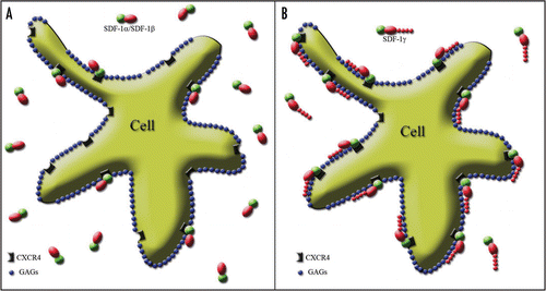 Figure 2 Splicing variant-dependent strength of SDF-1 binding to CXCR4 on the cell surface. The cell membrane is covered by negatively charged GAGs shown as blue spots. The active part of the SDF-1 molecule binding to the receptor is marked in green. Red shapes represent the positively charged part of the SDF-1 molecule stabilizing the process of receptor activation through their interaction with the negatively charged GAGs. (A) The red oval reflects the “standard” positive charge characteristic of all SDF-1 molecules. It is similar for SDF-1α and SDF-1β and is strong enough only for short term receptor binding. Thus, only a limited number of SDF-1 molecules interact with the receptor at the same time, while most of them are in an unbound state. (B) In contrast, the addition of a long, strongly positively charged product of the fourth exon in the case of the SDF-1γ isoform, which is represented in the figure by a “tail” of red spots, facilitates a very strong and long-term stabilization of SDF-1 binding to CXCR4. It results in the persistency of SDF-1 activity which is shown by widespread binding of the SDF-1 molecule to its cognate receptor.