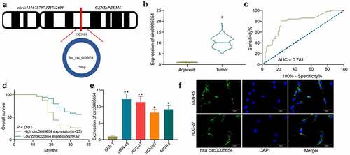 Figure 1. Circ0005654 is elevated in GC tissues and cells, which predicts a dismal survival. A, prediction of circ0005654 location, length, and host gene by circBase and UCSC websites; B, expression of circ0005654 in GC and adjacent tissues by RT-qPCR (*p < 0.05 by the paired t test); C, evaluation of the diagnostic effect of circ0005654 by a ROC curve using the Wilson/Brown analysis); D, survival analysis of patients with high or low expression of circ0005654 using the Kaplan-Meier analysis); E, circ0005654 expression in GC cells and GES-1 cells by RT-qPCR (*p < 0.05, **p < 0.01 by one-way ANOVA); F, the cellular localization of circ0005654 in MKN-45 and HGC-27 cells determined by FISH. Values are displayed as the mean ± SD on the basis of three independent experiments