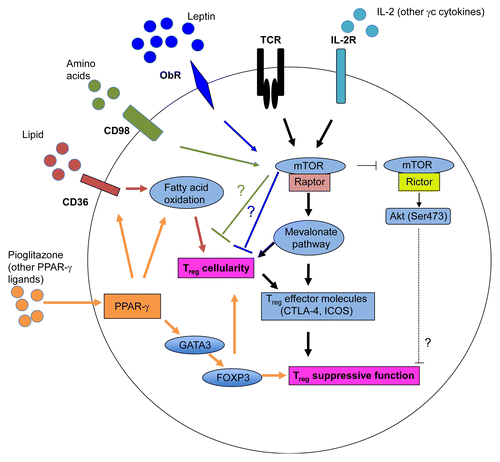 Figure 1. Impact of metabolism and mTOR signaling on the abundance and immunosuppressive activity of regulatory T cells. The T-cell receptor (TCR) and interleukin-2 (IL-2) receptor transduce two major immune inputs that activate the mTOR complex 1 (mTORC1), which promotes cholesterol/lipid biosynthesis. In particular, the mevalonate pathway stimulates the proliferation of regulatory T cells (Tregs) and the expression of effector molecules on their surface, hence establishing their functional competence. mTORC1 also negatively regulates the activity of mTORC2 to modulate Treg function. The leptin-dependent activation of mTOR maintains the anergic status of Tregs through an unknown mechanism. Blocking the leptin receptor (OBR) or reducing the levels of leptin enhances Treg proliferation in vitro and in vivo. Amino acids also activate mTOR, which limits the generation of inducible Tregs (iTregs) through an undefined mechanism. Tregs preferentially accumulate in the visceral adipose tissue (VAT), where they exhibit increased peroxisome proliferator-activated receptor γ (PPARγ) expression levels. The activation of PPARγ by either endogenous ligands or exogenous agonists stimulates fatty acid metabolism, hence promoting Treg proliferation as well as the expression of GATA-binding protein 3 (GATA3) and forkhead box P3 (FOXP3), which sustain the immunosuppressive activity of these cells.