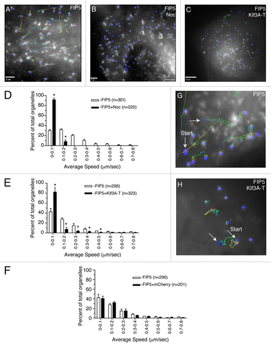 Figure 2. FIP5-endosomes are transported by Kinesin-2. (A–H) MDCK cells were transduced with adenovirus expressing FIP5-GFP alone (A, B and G) or co-transfected with mCherry-Kif3A-T (C and H) or mCherry (F). Where indicated (B), cells were treated with 10 μM nocodazole for 30 min. Cells were plated on collagen-coated glass coverslips and the motility of the FIP5-GFP endosomes was analyzed using time-lapse microscopy. Panels (A, B, C, G and H) show the organelle trajectory over 35 s. Panels (D–F) show the quantification of the organelle speed. The data shown are the means from two independent experiments using three different cells. n is the number of organelles analyzed. Asterisks mark the bars that are different fro the control at P < 0.01. Scale bars: 2 μm (A and B), 5 μm (C).