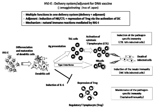 Figure 1. HVJ-Envelope exerts strong adjuvant activity by the induction of CTL/NK and repression of regulatory T cells via the activation of dendritic cells.