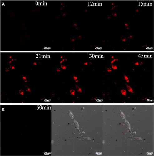 Figure 9 (A) Fluorescence confocal images of HepG2 cells after incubation with AuNCs@ew–Hg(II) for 0, 12, 15, 21, 30 and 45 min. (B) Fluorescence confocal images of normal cells (HT22 cells) after incubation with AuNCs@ew–Hg(II) for 1.0 h. The images in the left column show the fluorescence of the AuNCs@ew added to HT22 cells; the middle column shows the DIC images of cells in bright field; and the right column shows the merging of the two previous images.Citation139 “Reprinted from Sensors and Actuators B: Chemical, 240, Lu Tian, Wenjing Zhao, Lin Li, Yaoli Tong, Guanlin Peng, Yingqi Li, Multi-talented applications for cell imaging, tumor cells recognition, patterning, staining and temperature sensing by using egg white-encapsulated gold nanoclusters, 114-124, Copyright (2017), with permission from Elsevier.”