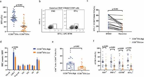 Figure 4. CCR5+CD66b+TINs could illustrate anti-tumor immunity contexture in MIBC patients through IFN-γ secretion, which could be reduced by CCR5 inhibitor maraviroc partially. (a) Flow cytometry analysis of IFN-γ+ cells frequencies of CCR5+TIN cells and CCR5−TIN cells in MIBC fresh samples (n = 40). Data were analyzed using Wilcoxon signed-rank test. (b) The contour plot representative gating figures for IFN-γ+ cells by flow cytometry of IFN-γ mAB stained CCR5+CD66b+TINs compared with IFN-γ mAB unstained CCR5+CD66b+TINs in one MIBC patient fresh sample. FMO, fluorescence minus one. (c) Quantification of IFN-γ+CCR5+CD66b+TINs frequencies of CCR5+CD66b+TINs in MIBC (n = 16) tissue samples after treated with CCR5 inhibitor maraviroc (10uM) or DMSO for 12 hours. Data were analyzed using Wilcoxon signed-rank test. (d) Quantification analysis of immune cells between CCR5+CD66b+TINs high/low subgroups in MIBC tissue microarray (TMA) by immunohistochemistry (IHC) (n = 141). Data were analyzed using Mann-Whiney U test, and showed as mean ± SEM. (e) Flow cytometric analysis of the CD8+ cells frequencies/CD45+ cells between CCR5+CD66b+TINs high/low subgroups in fresh samples of MIBC (n = 48). (f) Flow cytometric analysis of the Ki67+, PRF-1+, IFN-γ+, GZMB+ cells frequencies of CD8 T cells (n = 48) between CCR5+CD66b+TINs high/low subgroups in fresh samples of MIBC. (e-f) CCR5+CD66b+TINs High/low were grouped by median. (d-f) Data were analyzed using Mann-Whiney U test, and showed as mean ± SEM. Treg cell = T regulatory cells: foxp3; Th1 = type 1 helper cells; Th2 = type 2 helper cells; M1 = type 1 macrophages; M2 = type 2 macrophages; IFN = interferon; GZMB = granzyme B; PRF-1 = perforin.