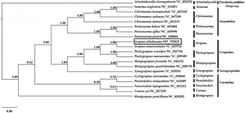 Figure 1. Phylogenetic position of Grapsus albolineatus based on mitogenome sequences. Nineteen in-group (Grapsoidea) and one out-group (Euphauiidae) were used for constructing this tree. The numbers after species’ names are the mitogenome GenBank accession numbers.