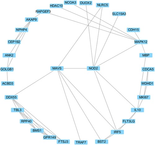 Figure 3. The largest independent protein interaction network of candidate genes.We founded 131 candidate genes by single gene based testing of rare functional SNVs and speculated protein interaction networks through STRING software (v 11.0, https://string-db.org/). Cytoscape software (v3.5.1) was used to describe the largest independent protein interaction network comprising of 31 candidate genes. NOD2 and MAVS were identified as hub genes with the highest frequency through the cytoHubba plug-in.