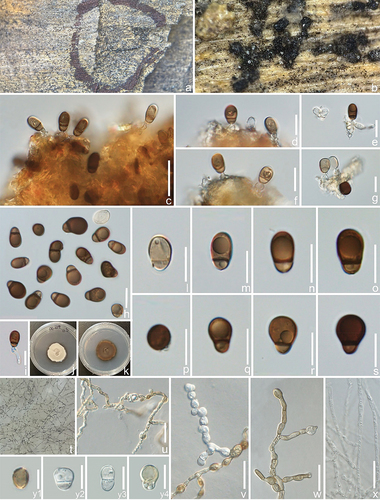 Figure 5. Microscopic structures of ascotaiwania coffeae (holotype). (a,b) Colonies on host substrate. (c–g) Conidiogenous cells with conidia. (i) Germinated conidium. (j,k) Colony on PDA (j from above, k from below). (h,l–s) Conidia. (t) Clusters of conidia formed on submerged hyphae in the agar. (u–w) Developing conidia with attached conidiogenous cells. (x) Mycelia. (y1–y4) Conidia. Scale bars: c, u – x = 20 μm, d – i, l – s, y1 – y4 = 10 μm.