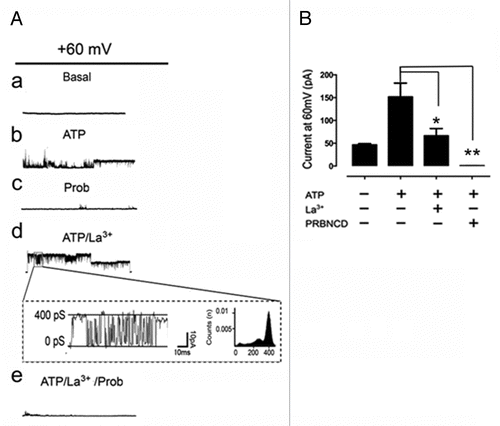 Figure 6. Panx1 single channel opening in response to extracellular ATP. (A) Unitary currents generated by voltage steps from 0 to +60 mV under (a) control conditions and (b) stimulation with 0.5 mM ATP. (c) Probenecid (1 mM), a Panx1 channel blocker, abolished these currents. The addition of 200 μM La3+, a blocker of TRP channels, P2X receptors and Cx HCs did not block the large unitary currents already promoted by ATP. (d) Probenecid (1 mM), a Panx1 channel blocker, abolished these currents. (d, box) Representative current trace elicited by a rectangular voltage step showing unitary transitions recorded in the presence of La3+. (B) Summary of similar experiments showing currents at +60 mV under control conditions (46.1 ± 2.8; n = 8) or after stimulation with ATP (151.4 ± 30.4 pA; n = 8) or treated with ATP in the presence of La3+ (66.13 ± 16 n = 3) or Probenecid (0.5 ± 0.1 pA, n = 3). Each bar represents the mean ± SEM from at least 4 different experiments.